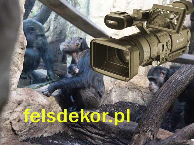 picture/film_felsdekor_kunstfelsen_zoo_warszawa_tytus_frodo_1.jpg